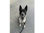 Adopt DEMIGUISE a Australian Cattle Dog / Blue Heeler