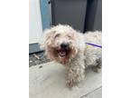 Adopt SIMON a Poodle