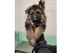 Adopt GRIZZLEY a German Shepherd Dog