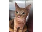 Adopt SHREK a Domestic Short Hair