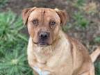 Adopt FLETCHER a Labrador Retriever, Mixed Breed