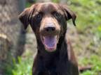 Adopt TOBY a Labrador Retriever