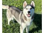 Adopt DANTE a Husky