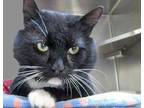 Adopt Cat Damon* a Domestic Short Hair