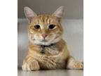 Adopt Taquito a Tabby, Domestic Short Hair