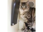 Adopt Sasha a Tabby, Domestic Short Hair