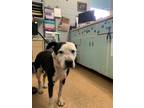 Adopt Rocky a Border Collie, Pit Bull Terrier