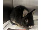 Adopt BEAVIS a Bunny Rabbit