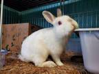 Adopt BENJAMIN a Bunny Rabbit