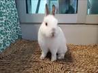 Adopt COOKIE a Bunny Rabbit