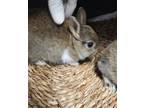 Adopt PEANUT a Bunny Rabbit