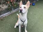 Adopt LUIS a Mixed Breed