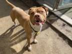 Adopt VERMONT a American Staffordshire Terrier