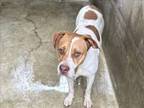 Adopt ROCKY a American Staffordshire Terrier