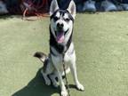 Adopt FRANKIE a Husky