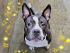 Adopt TREY a American Staffordshire Terrier, Boston Terrier