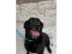 Adopt RYU a Labrador Retriever