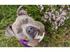 Adopt MEMPHIS a Pit Bull Terrier