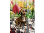 Adopt A202722 a Rat Terrier, Pit Bull Terrier