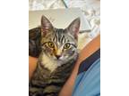 Adopt POPCORN a Domestic Short Hair, Tabby