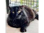 Adopt Anderson "Andy" Houston a Domestic Medium Hair