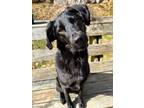 Adopt Charlie a Black Labrador Retriever, Flat-Coated Retriever