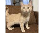 Adopt Jeremiah a Domestic Short Hair