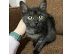 Adopt Asher a Domestic Short Hair