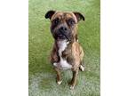 Adopt HOOVER a Boxer, Mixed Breed