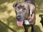 Adopt ELK a Labrador Retriever, Great Dane