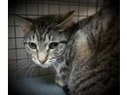 Adopt BOONEY a Domestic Short Hair