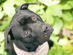 Adopt BUSTER a American Staffordshire Terrier