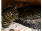 Adopt FURZESNOUT a Domestic Short Hair