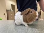 Adopt BROWNIE a Guinea Pig