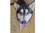 Adopt Big Boy a Siberian Husky