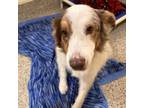 Adopt Buddy a Australian Shepherd