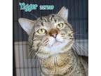 Adopt TIGGER a Domestic Short Hair