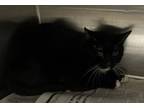 Adopt CHIRPPY a Domestic Short Hair
