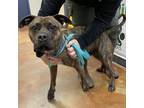 Adopt Odie a Pit Bull Terrier