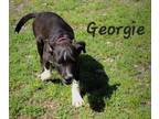 Adopt Georgie a Labrador Retriever, Hound