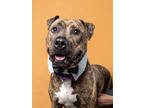 Adopt WESLEY a Mastiff, Mixed Breed