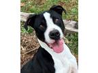 Adopt Green Bean a Pit Bull Terrier