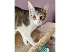 Adopt Tyson a Domestic Short Hair