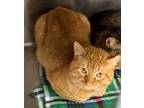 Adopt Clipper a Domestic Short Hair