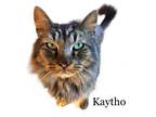 Adopt Kaytho a Domestic Long Hair