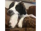 Adopt Zippy a Great Pyrenees