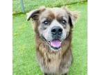Adopt Frizz a Chow Chow, Mixed Breed