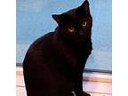 Adopt Ninja (Bonded to Enchilada) a Domestic Short Hair