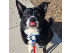 Adopt Sweeney Todd a Border Collie