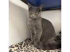 Adopt Theo a Domestic Short Hair